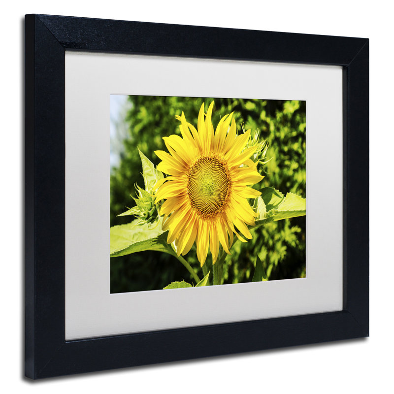 « juste un tournesol », reproduction de photo encadrée, H 11 po x l 14 po x P 0,5 po, Blanc