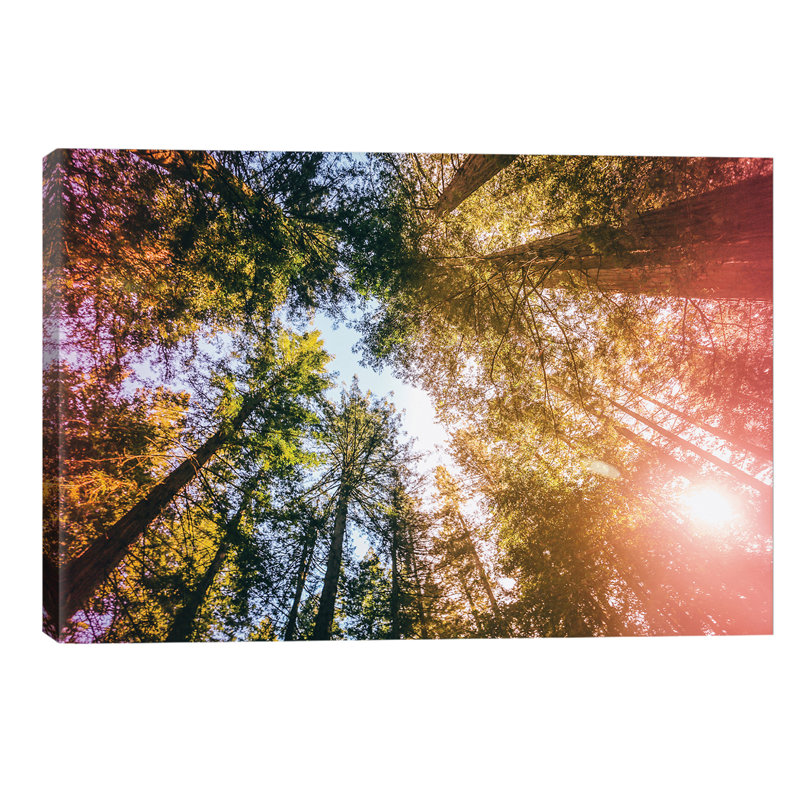 California Redwoods, Sun-rays And Sky by Elena Kulikova - Wrapped Canvas Print, 101.6 cm H x 66.04 cm W x 1.91 cm D