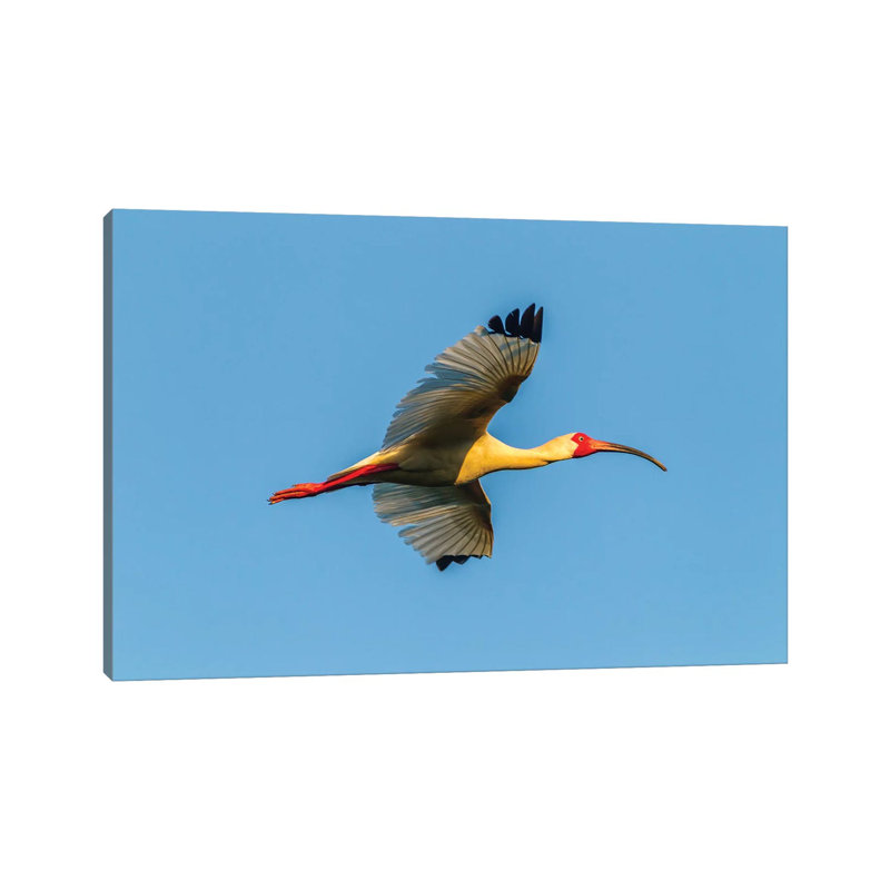USA, Louisiana, Evangeline Parish. White ibis in flight. 1 Piece Wrapped Canvas Wall Art, 66.04 cm H x 45.72 cm W x 1.91 cm D