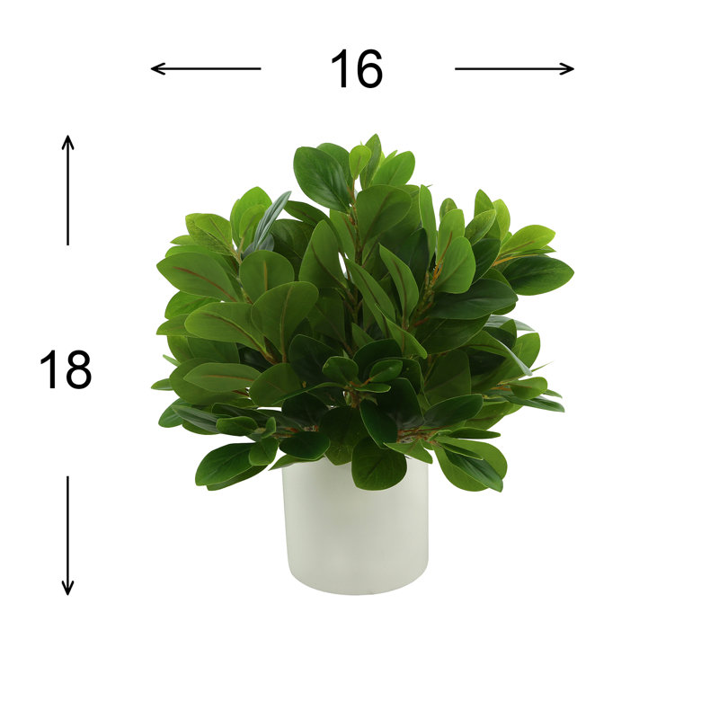 Plante de 18 po Peperomia