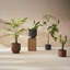 Porcelain Plant Pot-1394136262-1394136280