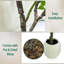 180cm Plant
