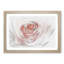 Pale Pink Rose in Abstract - Picture Frame Drawing Print-55735729-55735734
