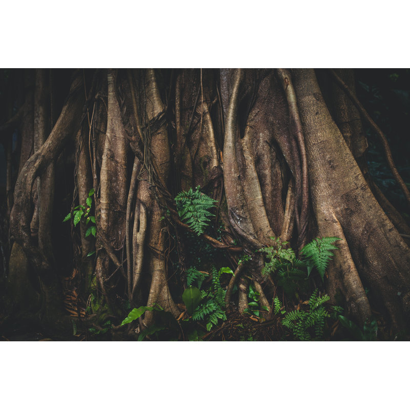 Banyan Tree by Jasmina007, 12" H x 18" W