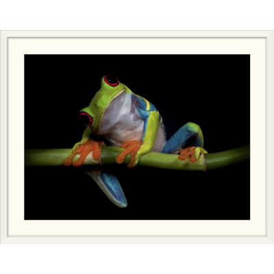 Straub 'Curiosity by Ferdinando Valverde Photographic Print