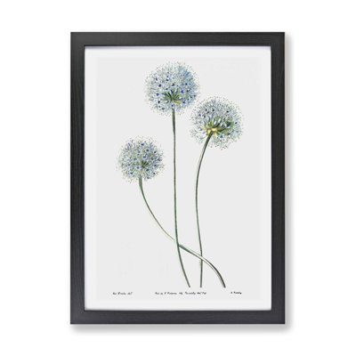 Dandelion Flowers - Framed Print