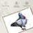Pigeon-16818708