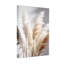 Plantes et fleurs, fond d'herbe de pampas blanc doux-1437853066