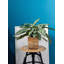 Cache pot Gaylor-1386519645