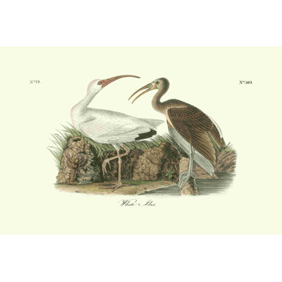 Blanc ibis