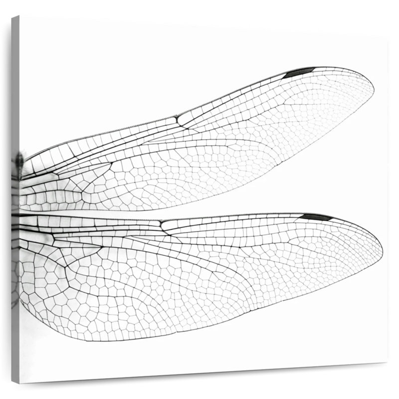 Brampt Dragonfly Wings, 36" H x 36" W