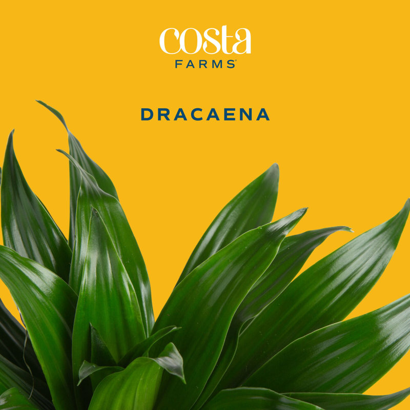 Dracaena Plant in Planter