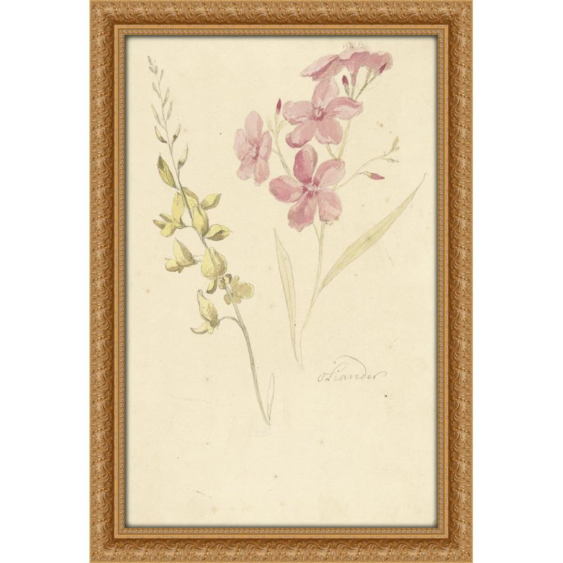 Oleander en brem (1677 - 1755), H 30 po x l 26 po