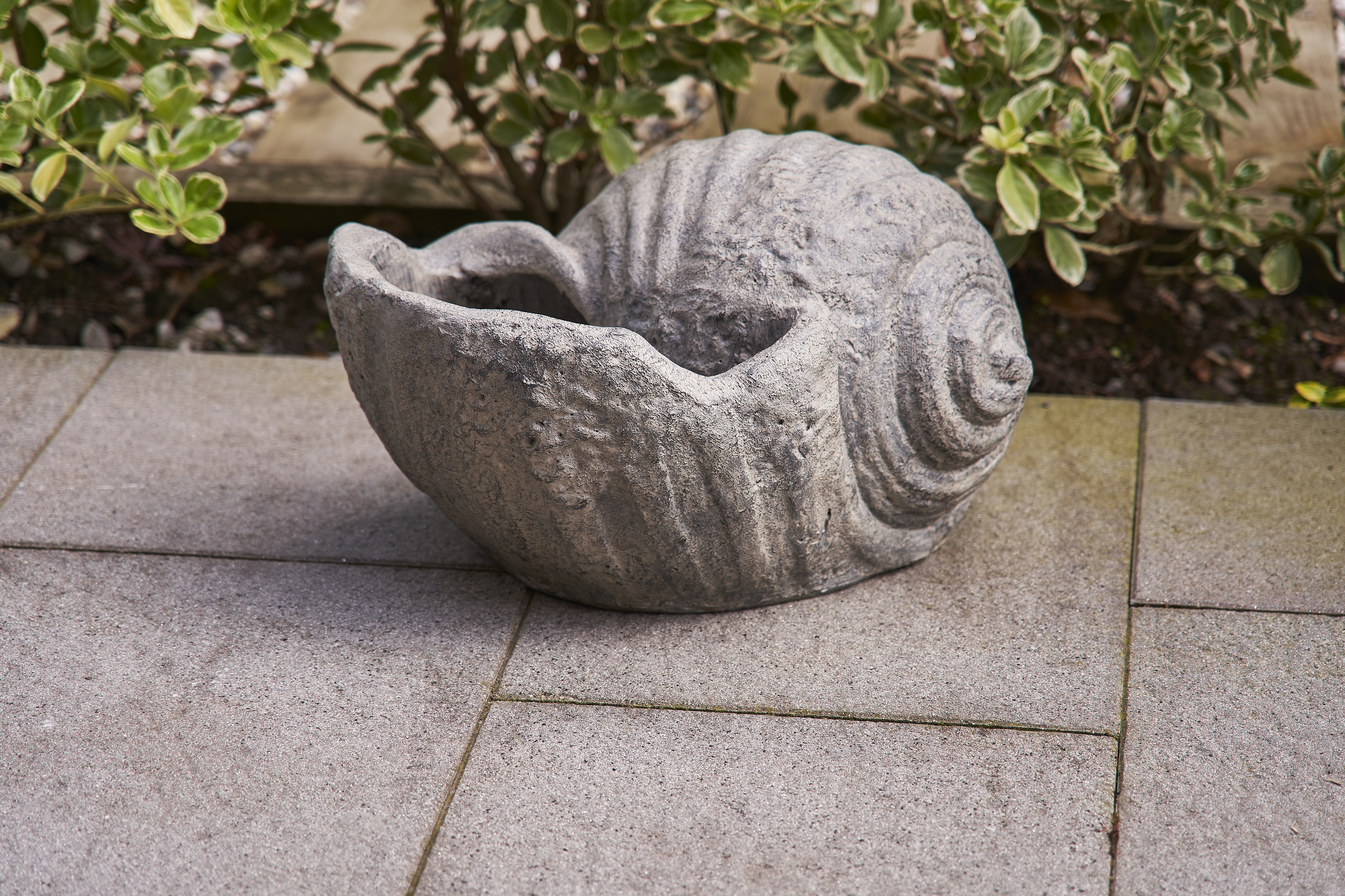 Beachcrest Home Conch Shell | Wayfair.co.uk