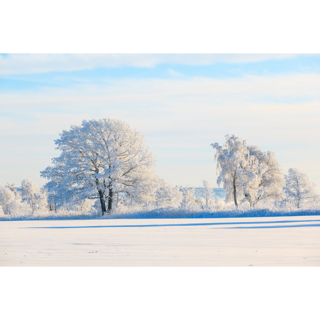 Frosty Trees von TT - Leinwandbild