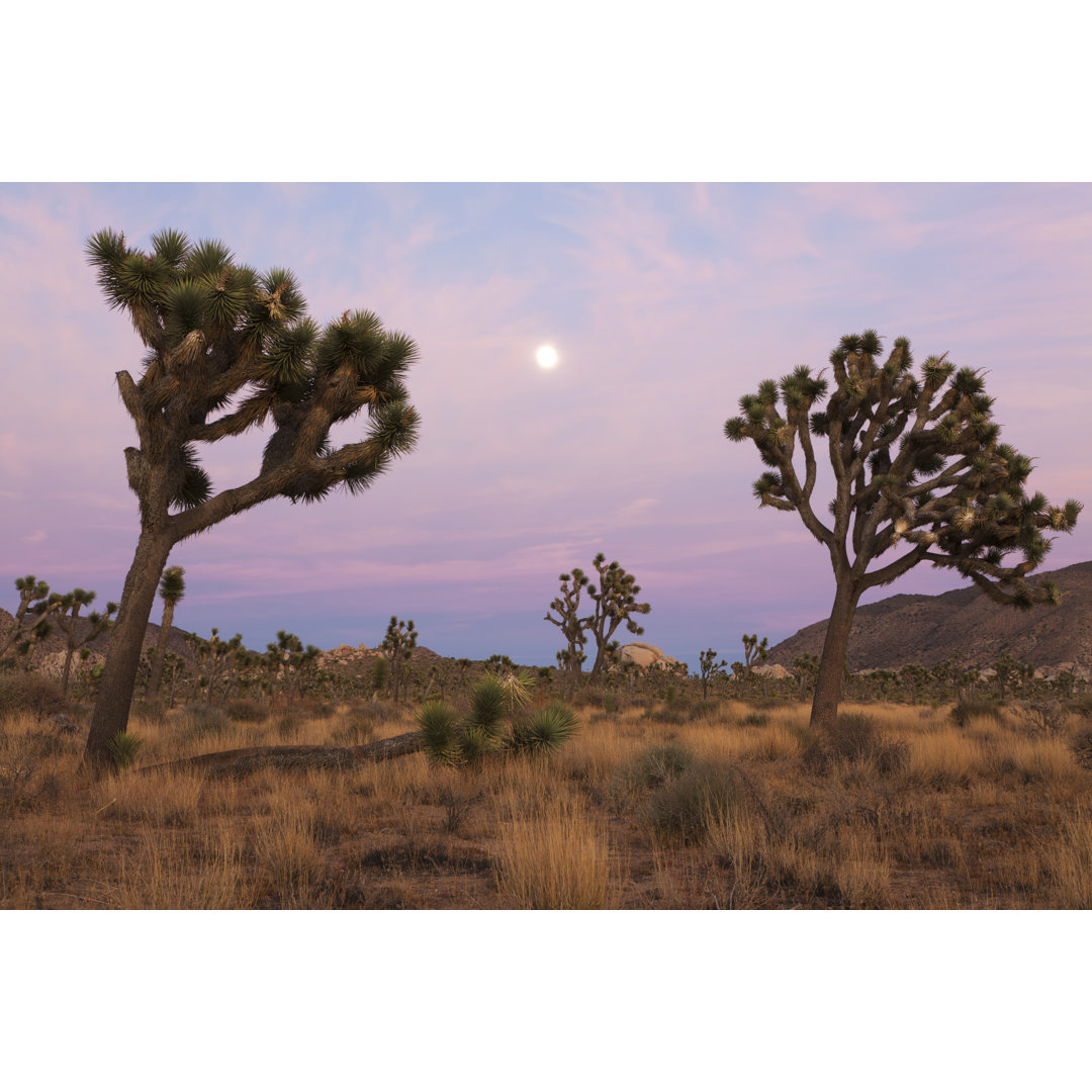 Joshua Tree bei Sonnenuntergang von LucynaKoch - Druck