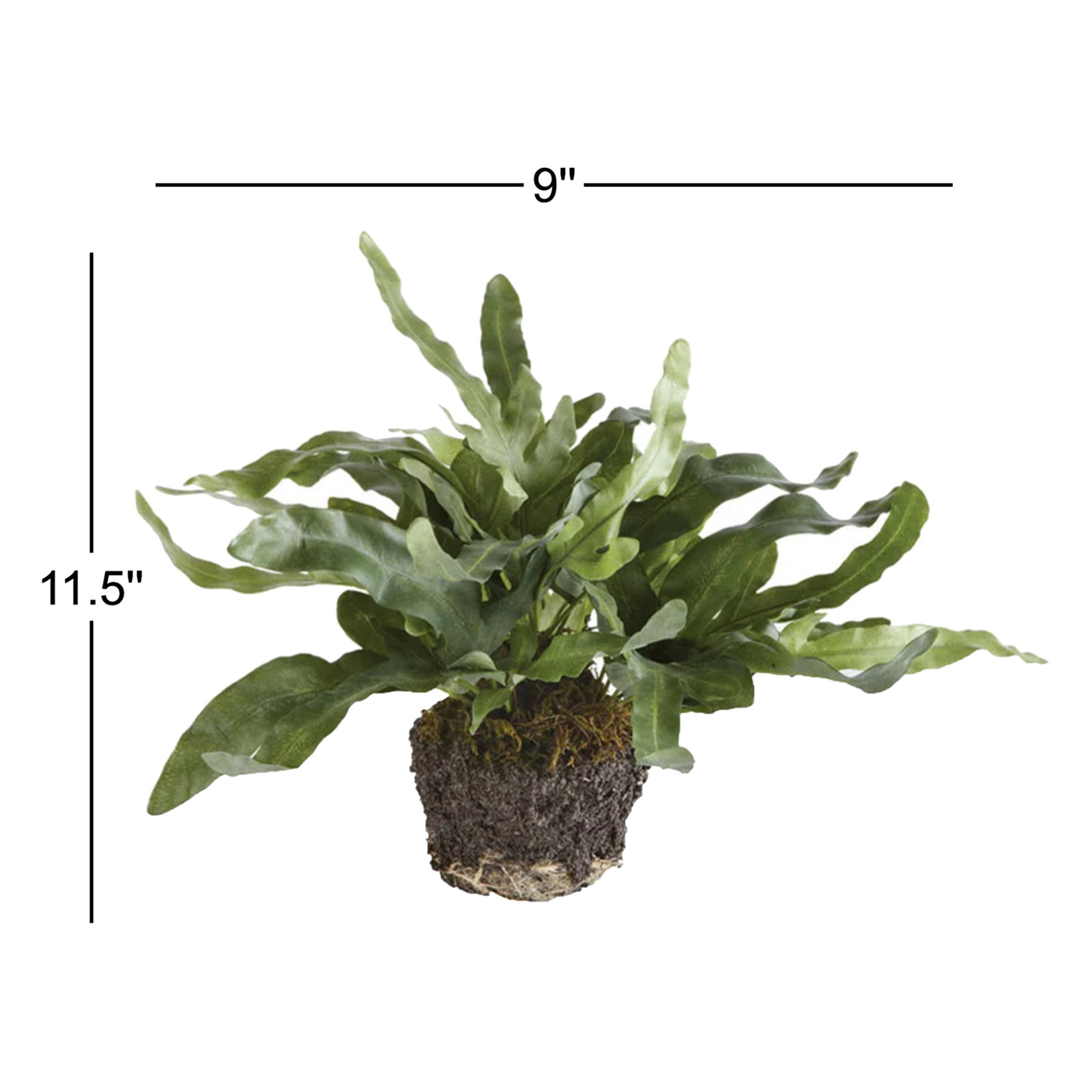 Georgia Fern Plant, Large