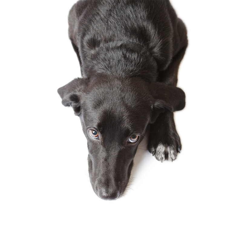 Chiot noir de Timsa, H 18 po x l 12 po