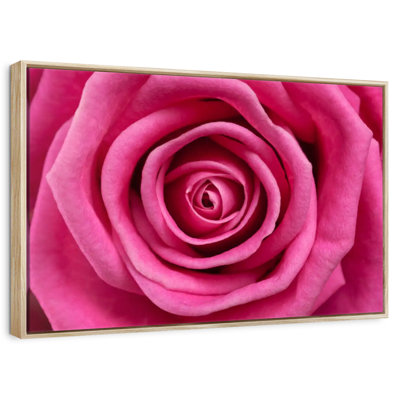 Hot Pink Rose