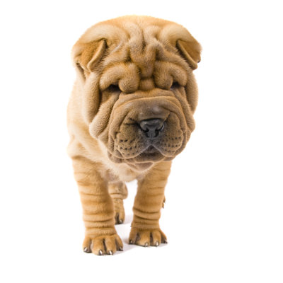 " Sharpei Dog " by Remedios