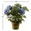 Hydrangeas in Pot-676891219