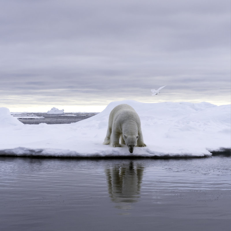 Polar Bear - Wrapped Canvas Print, 30cm H x 30cm W x 3.8cm D