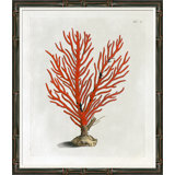 Red Coral Illustration VI Giclee Print by Soicher Marin Archives