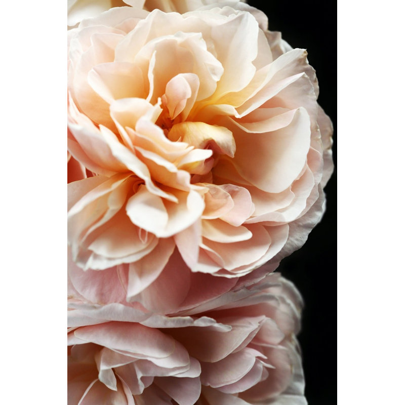 Floribunda II Print by Alicia Bock, Maple Framed, 28" H x 21" W