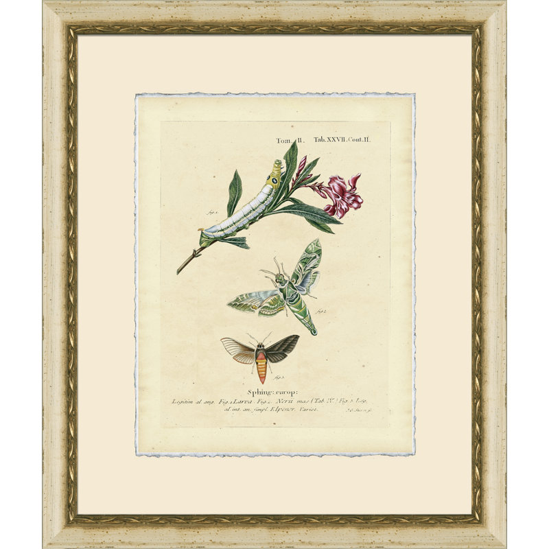 Small Moth Study VII Print