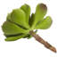 Ensemble de 12 plantes succulentes artificielles Echeveria-1866316394-1866316392