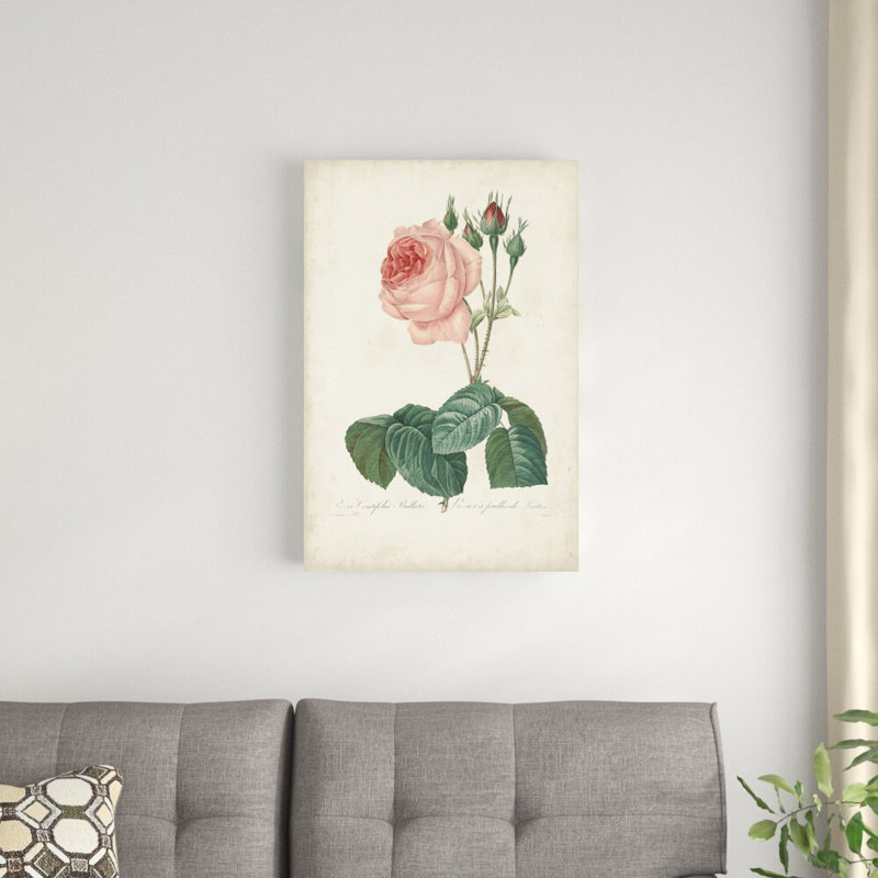 Roses rétro Redoute I, H 30 po x l 20 po