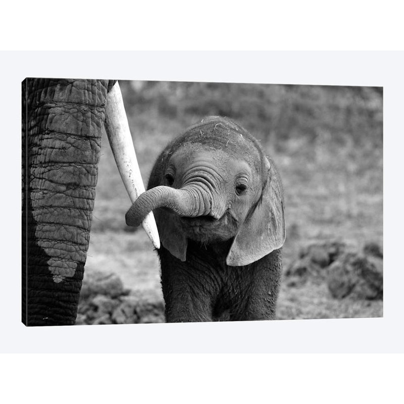 Bjoern Alicke - Wrapped Canvas Print, 66.04 cm H x 45.72 cm W x 1.91 cm D