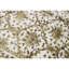 Oriental Area Rug