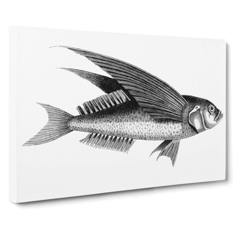 Oceanic Flying Fish In Black & White by George Shaw - Wrapped Canvas Print, 40cm H x 60cm W x 3cm D