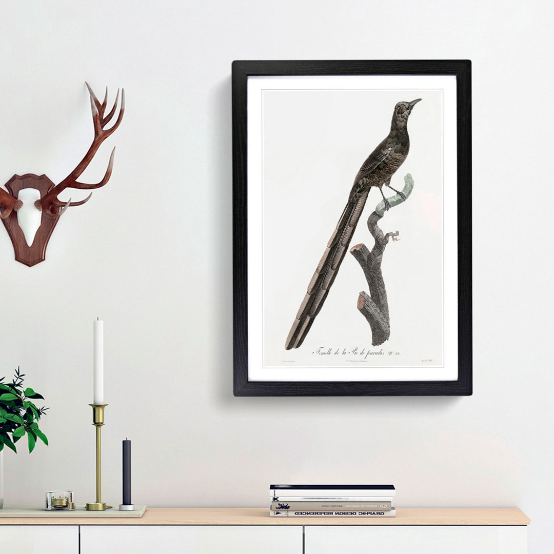 A Magpie Bird of Paradise by Jacques Barraband - Framed Print