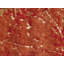 Pasargad Area Rug in Red/Green