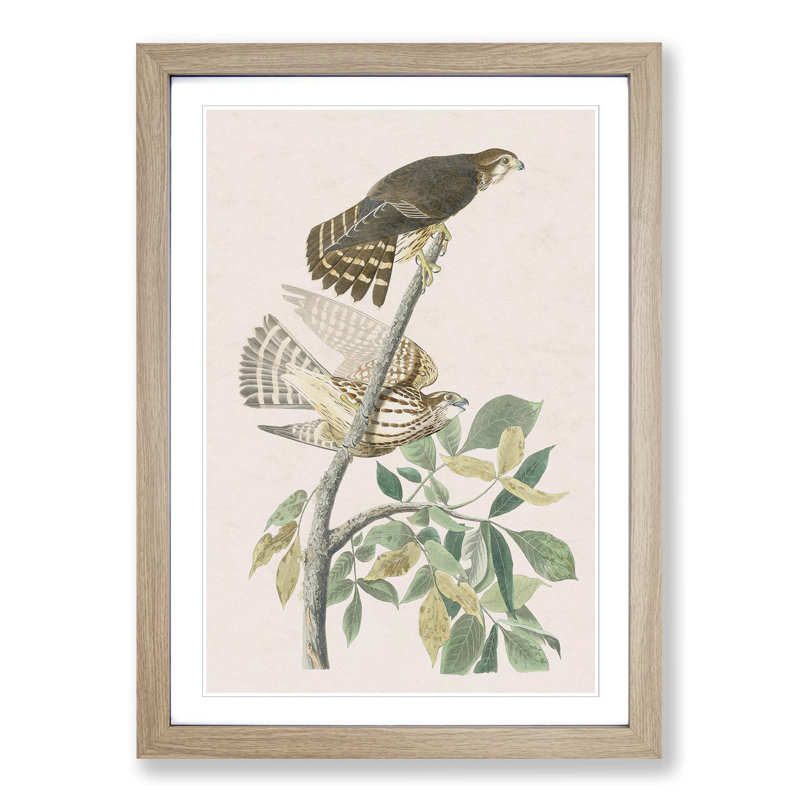 Pigeon Hawks by John James Audubon - Picture Frame Painting Print, 65cm H x 48cm W x 2cm D, Oak Framed