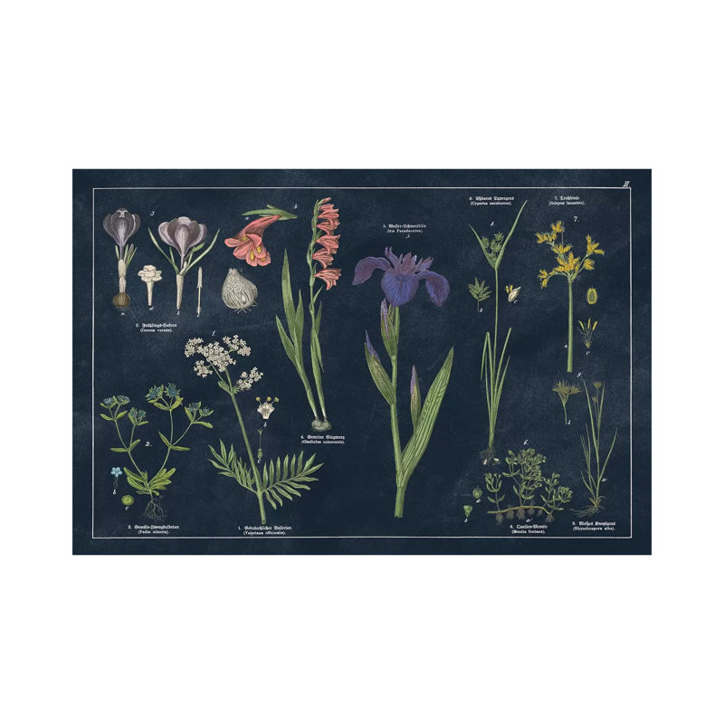 Botanical Floral Chart II Dark Blue - Wrapped Canvas Print, 20.32 cm H x 30.48 cm W