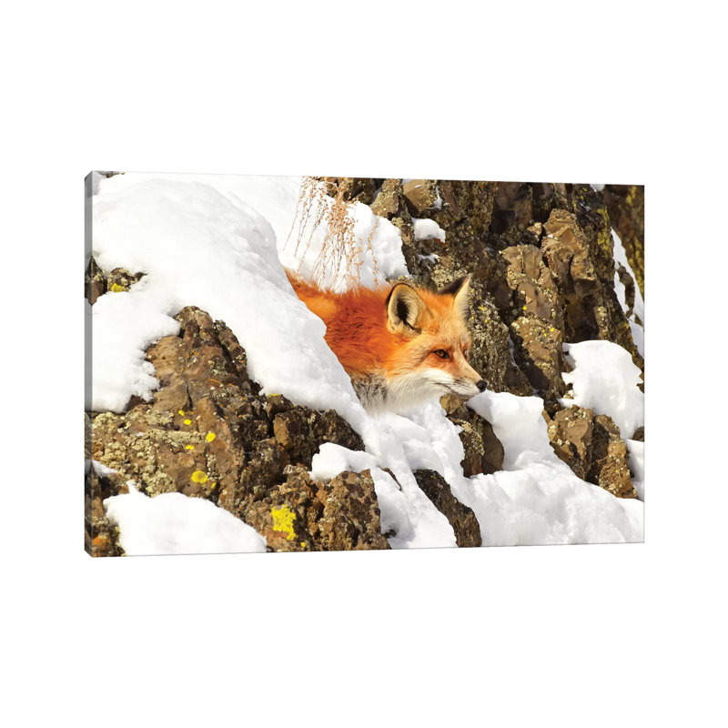 Peek A Boo Fox by Brian Wolf - Wrapped Canvas Print, 20.32cm H x 30.48cm W x 1.91cm D