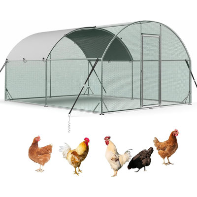 Poule Erisa