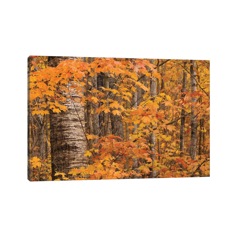Birches and Maples 1 Piece Wrapped Canvas Wall Art
