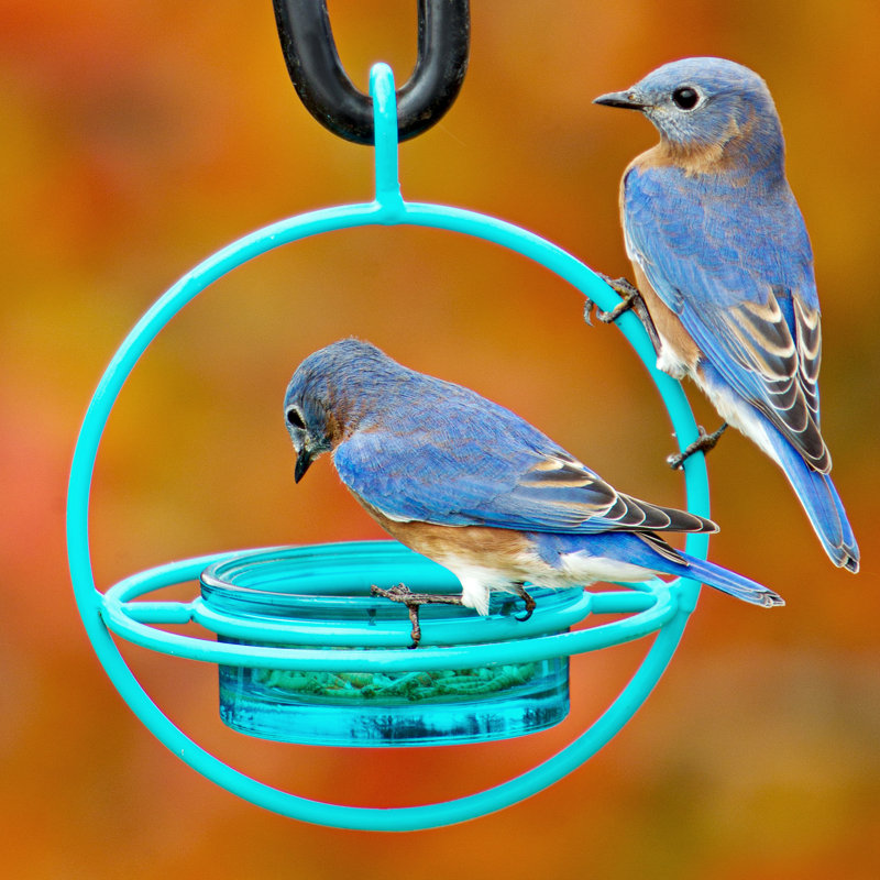 Hanging Tray Bird Feeder, Aqua Blue