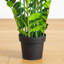 Zamioculcas artificiel-756904526