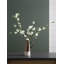 Branche de pommier