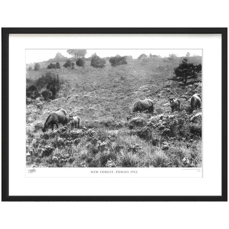 New Forest, Ponies 1913 by Francis Frith - Single Picture Frame Print, 60cm H x 80cm W x 2.3cm D