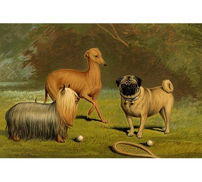" Yorkshire Terrier Italian Greyhound and Pug " Graphic Art Print