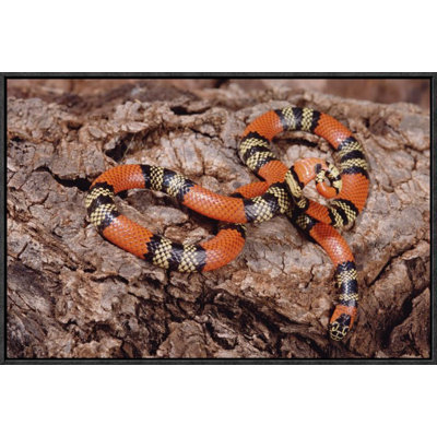 " Aquatic Coral Snake On Rock, Amazon Forest, Brazil "