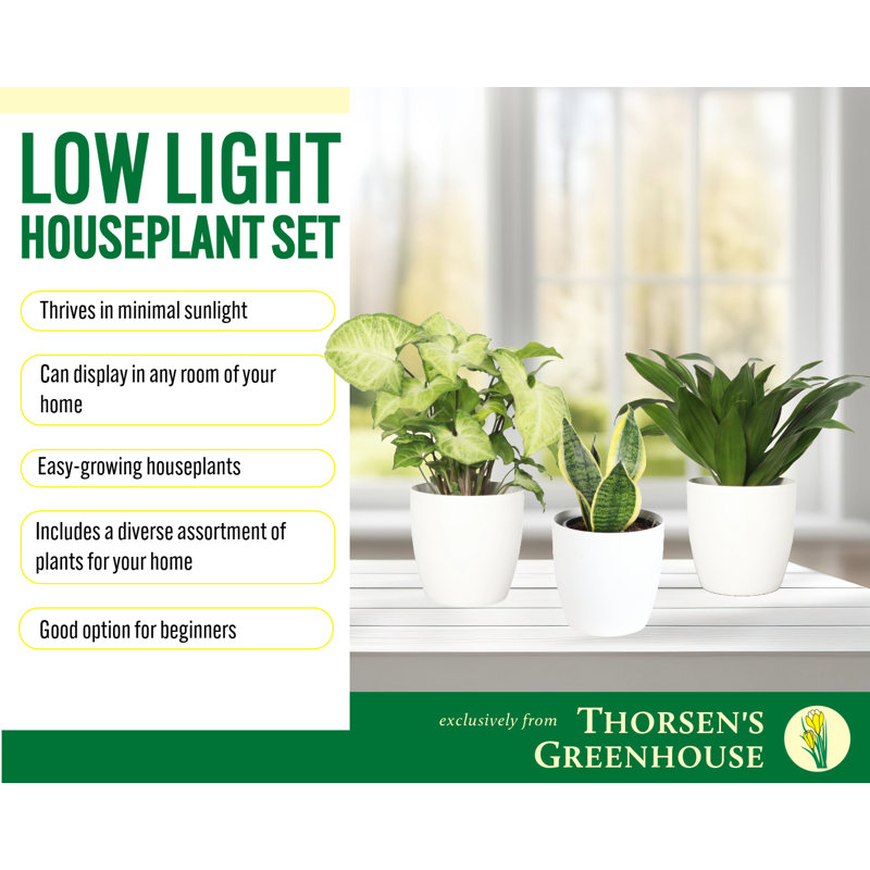 Live Low Light Houseplant Set, White