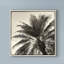 « palm tree sépia i », reproduction de photo sur toile tendue-33425279