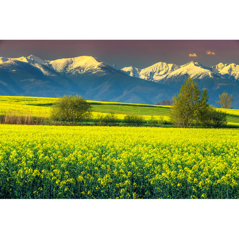 Wonderful Canola Field - Wrapped Canvas Print, 20cm H x 30cm W